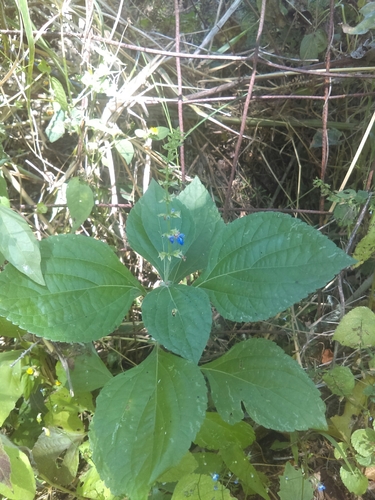 Image of Salvia roscida by (c) Jose Antonio Aranda Pineda, some rights reserved (CC BY)
