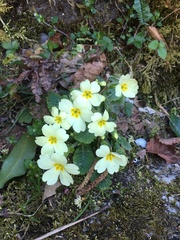 Primula vulgaris