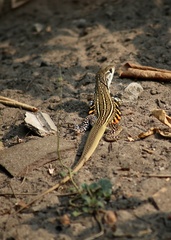 Leiolepis belliana