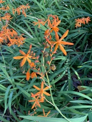 Crocosmia aurea aurea