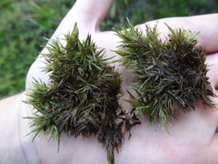 Sphagnum macrophyllum