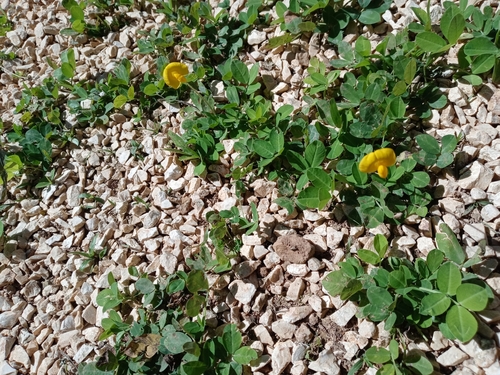 Arachis repens