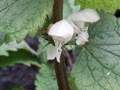 Lamium album
