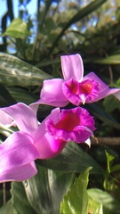 Sobralia decora