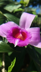 Sobralia decora