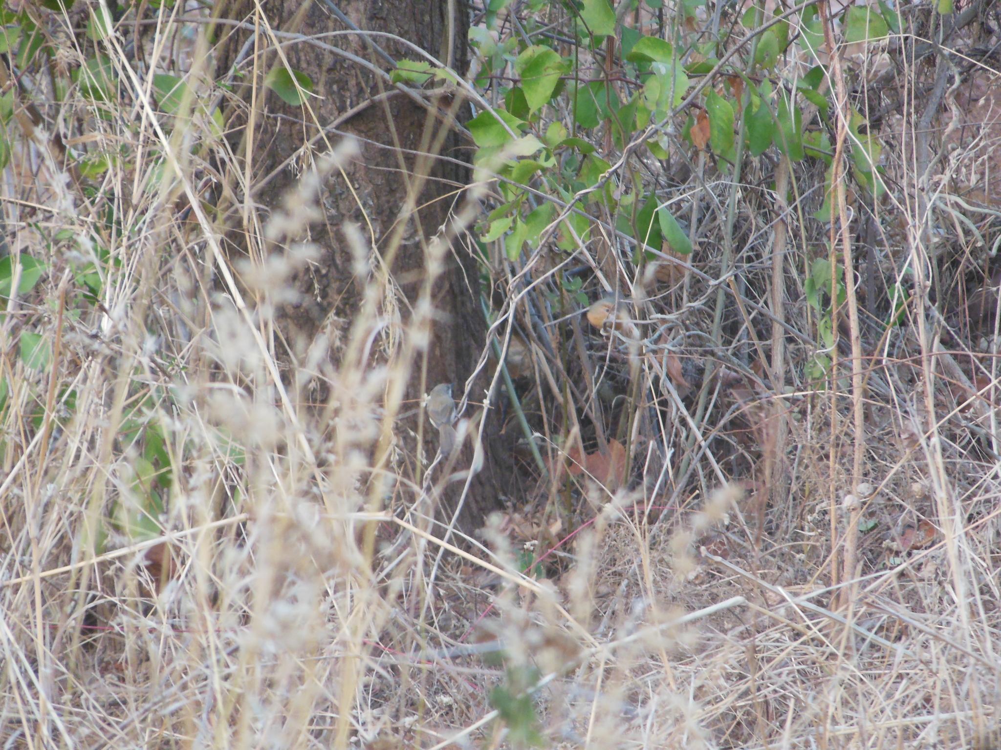 Grey-breasted Prinia