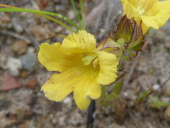 Alectra sessiliflora sessiliflora