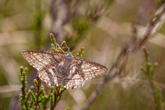 Perconia strigillaria