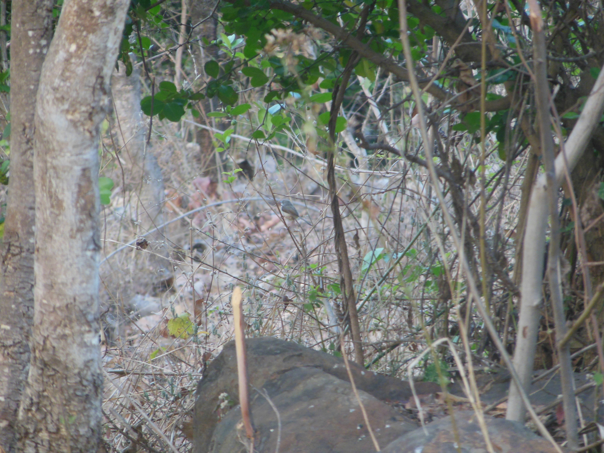 Grey-breasted Prinia