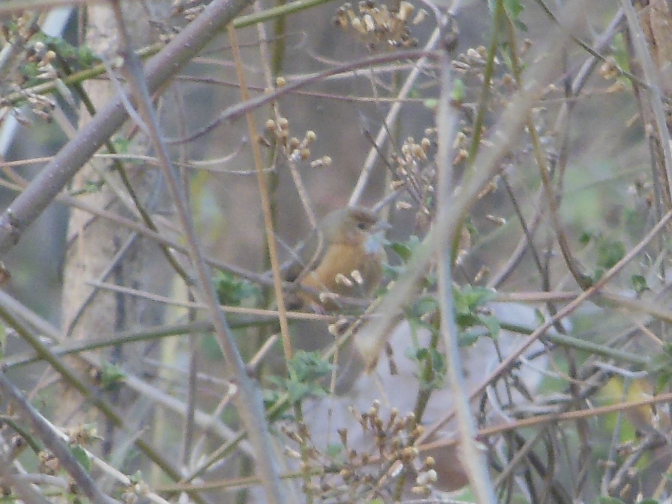 Tawny-bellied Babbler