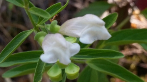 Image of Scutellaria californica by (c) Alex, some rights reserved (CC BY)