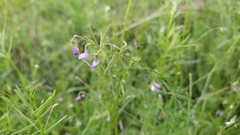 Vicia parviflora