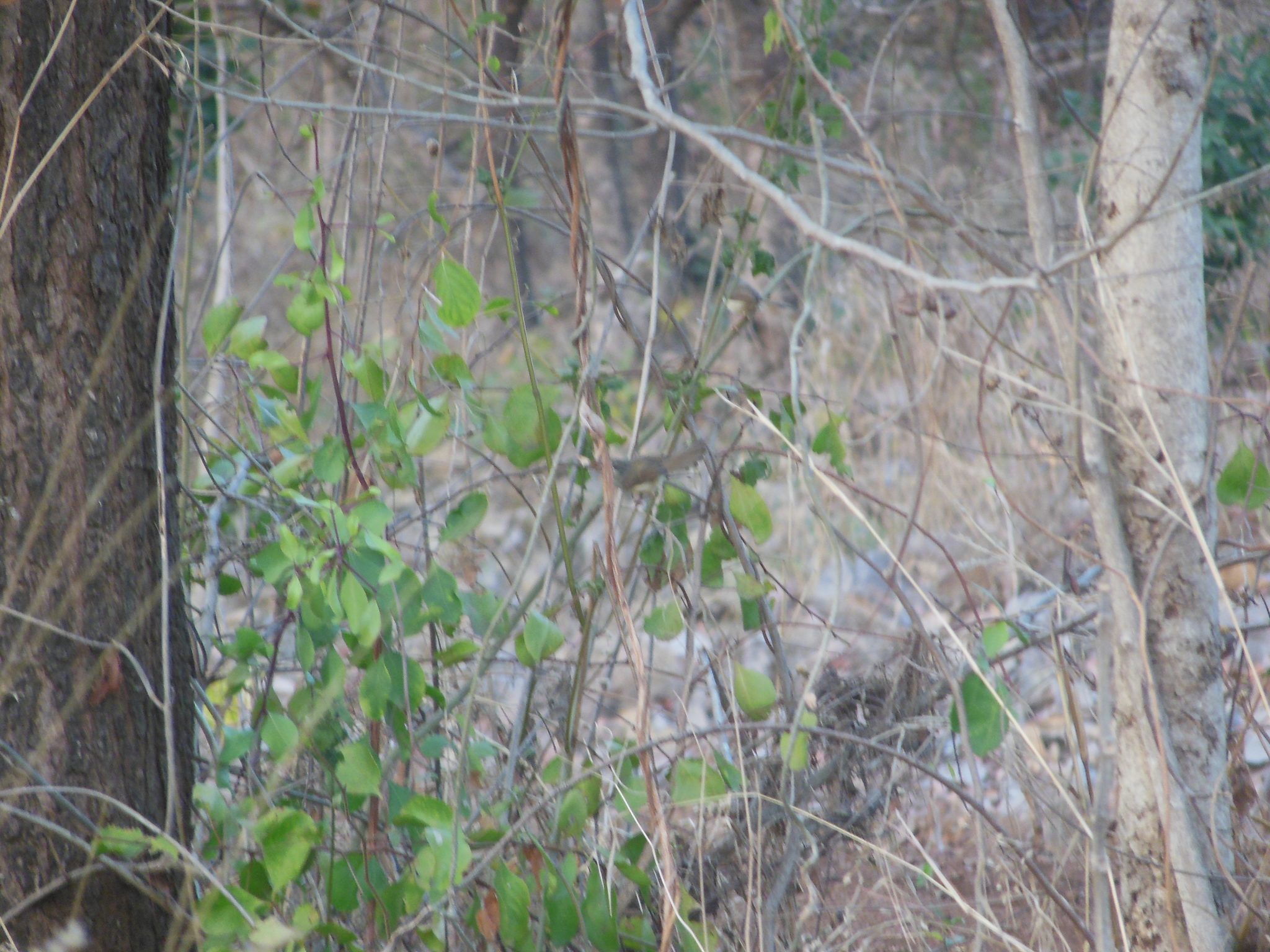Grey-breasted Prinia