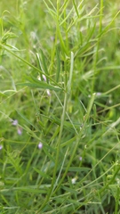 Vicia parviflora