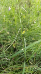 Vicia parviflora