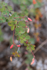 Berberis atroviridiana