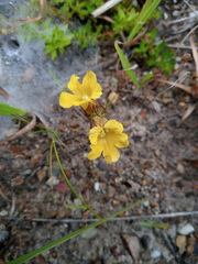 Alectra sessiliflora sessiliflora