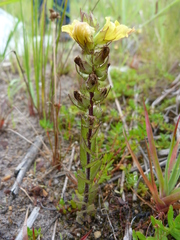 Alectra sessiliflora sessiliflora