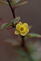 Berberis atroviridiana
