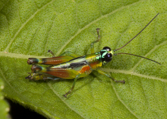 Leioscapheus