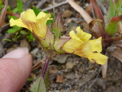 Alectra sessiliflora sessiliflora