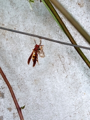 Polistes minor