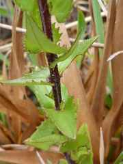 Alectra sessiliflora sessiliflora