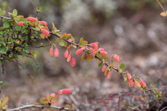 Berberis atroviridiana