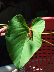 Polistes minor