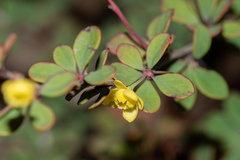Berberis atroviridiana
