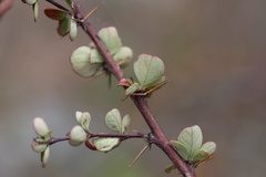 Berberis atroviridiana