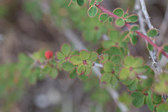 Berberis atroviridiana