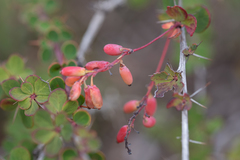 Berberis atroviridiana