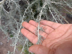 Artemisia mendozana