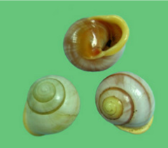Alcadia aurantia