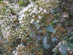 Ageratina ligustrina