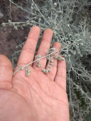Artemisia mendozana