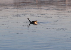 Branta canadensis
