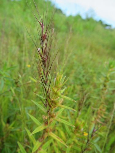 Viguierella madagascariensis image