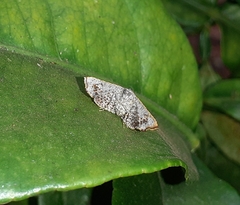 Banisia