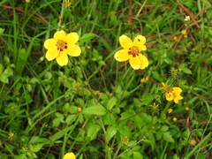 Bidens chiapensis