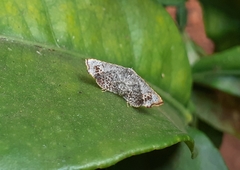 Banisia