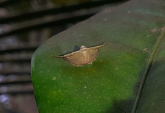 Banisia