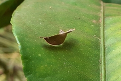 Banisia