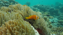 Amphiprion nigripes
