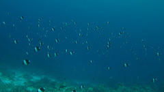 Hemitaurichthys zoster