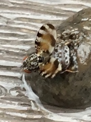 Pseudotephritis vau