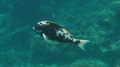 Yellowfin Surgeonfish