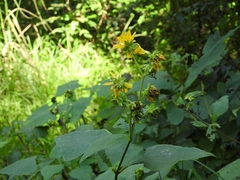 Smallanthus maculatus