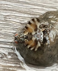Pseudotephritis vau